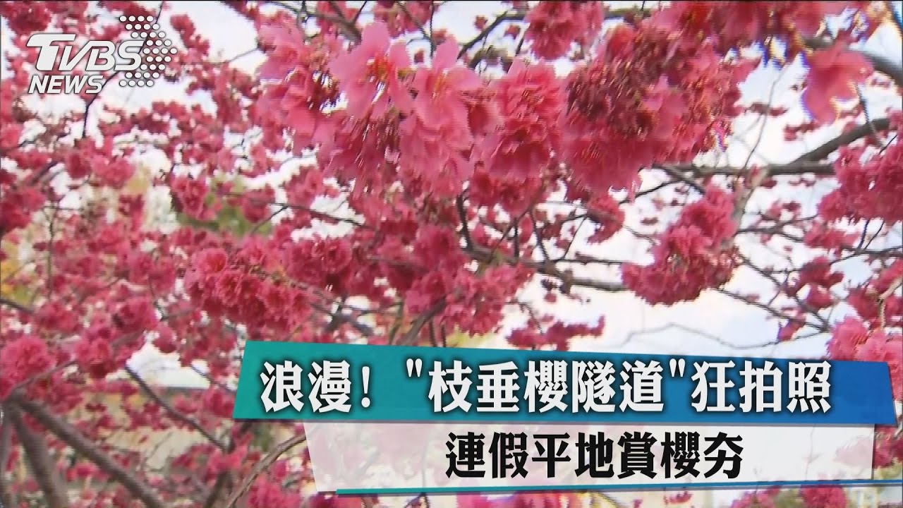 浪漫!「枝垂櫻隧道」狂拍照 連假平地賞櫻夯