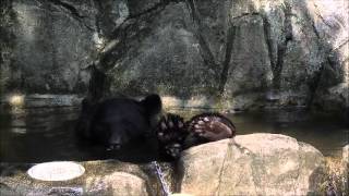 preview picture of video '水浴びしているツキノワグマ②　Moon Bear taking a bath #2'