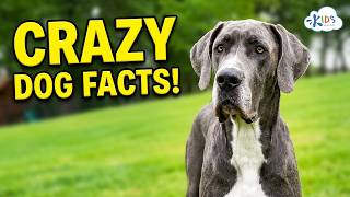 Most Incredible Dog Facts You've Never Heard @KidsAcademyCom