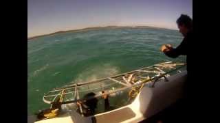 preview picture of video 'Ataque Surpresa de Tubarão'