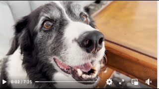 Rude Dog Training Clients Who Won't Pay Attention