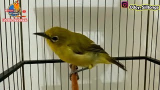 Download lagu Ampuh betina Kecial Merangsang Jantan ikut Bunyi bikin Nyaut Dan Respom mp3 Download lagu Ampuh betina Kecial Merangsang Jantan ikut Bunyi bikin Nyaut Dan Respom mp3