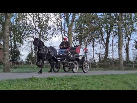 Stal Okkema's Ducati - Eise x Hinne - gelding - 2017