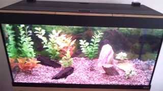 Download lagu Modified Fluval roma 200 and the JBL cristalprofi e1501 mp3