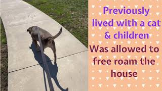 MEET ROXIE AT KC PET PROJECT