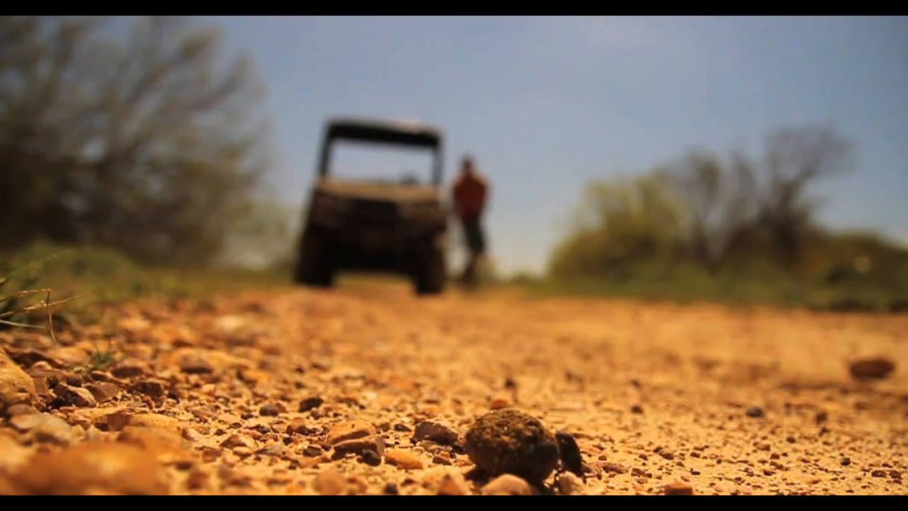 Coyote Trapping Tips: Evidence - The Management Advantage