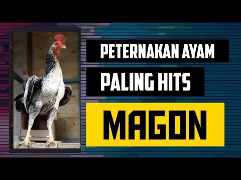Download Magon 3gp Mp4 Codedwap
