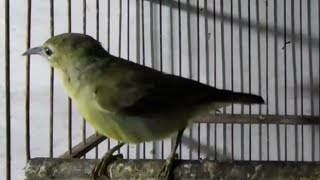 Download lagu suara burung kolibri kelapa betina memanggil jantan mp3 Download lagu suara burung kolibri kelapa betina memanggil jantan mp3