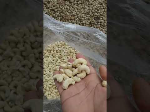 Cashew Nut W240