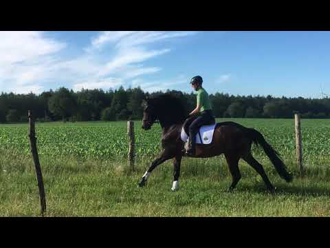 Orelio , Trakehner von Schwarzgold