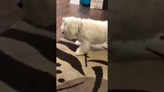 ☆Super Cute Animals☆Cute cats and funy dogs＆cat　videos compilation2021C㊶#Shorts