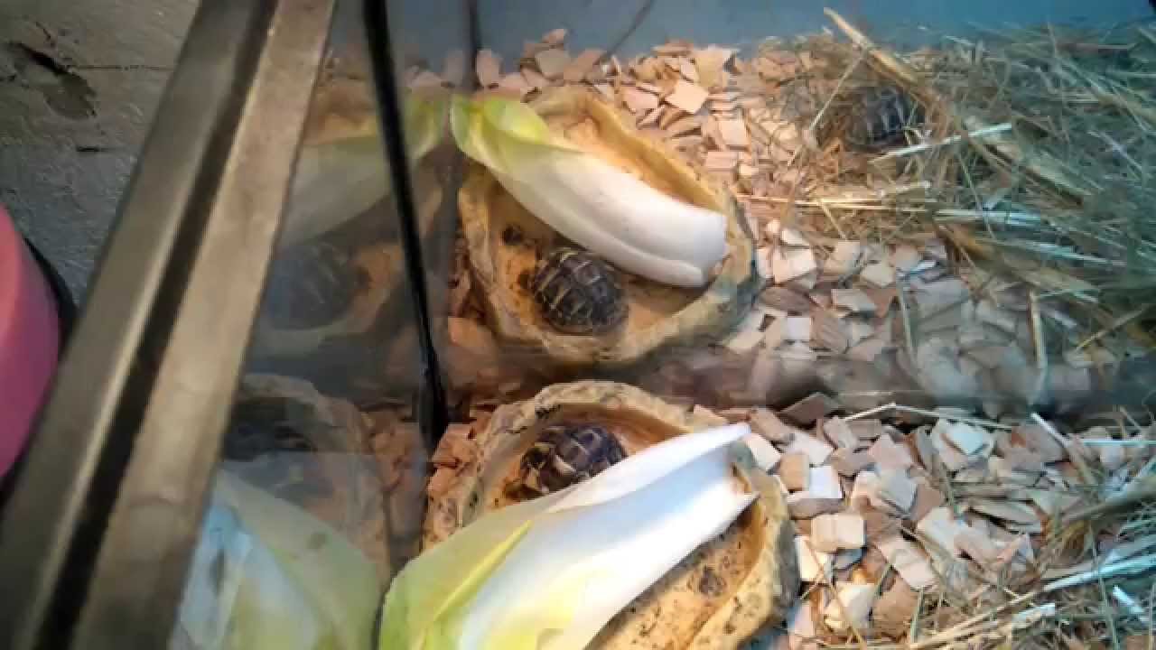 Fabriquer ou refaire un terrarium tortue hermann