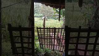 Download lagu menghangatkan badan di gubuk sawah saat hujan #pedesaan #nature #alam #hujandipedesaan mp3