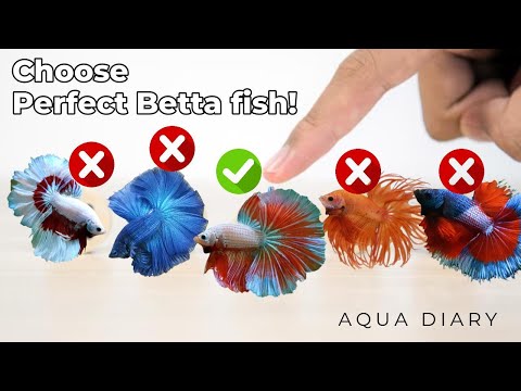 How To Choose A Best Betta Fish