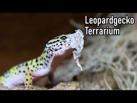 Mein Leopardgeckoterrarium || akinapets