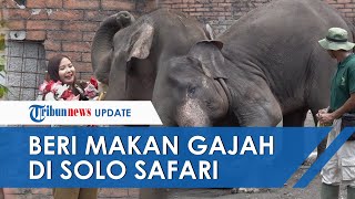 Serunya Berinteraksi Langsung dengan Gajah di Solo Safari, Bisa Beri Makan ke Satwa Secara Dekat