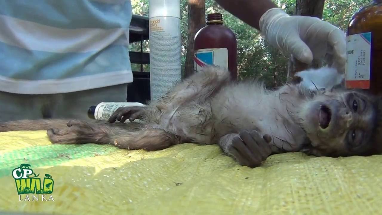 Injured Baby Monkey !