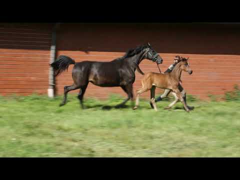 Stutfohlen von Global Player - Sir Donnerhall - Rohdiamant - Akzent II zu verkaufen