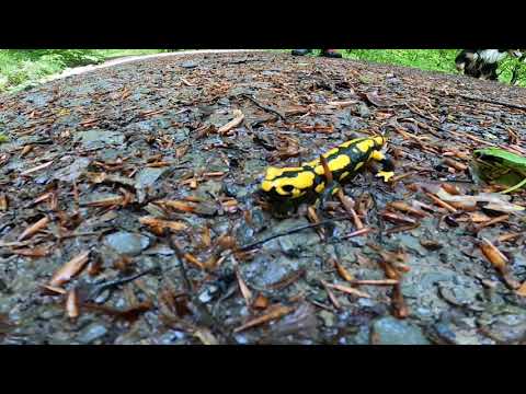 Wanderung im Harz- Roter Schuss in Zorge