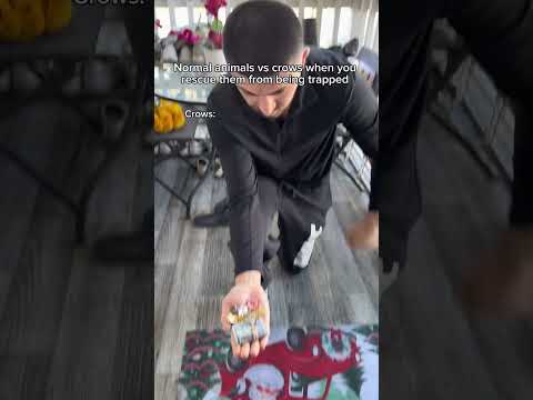 Normal animals vs crows when you rescue them from being trapped. #shorts #skit #funny