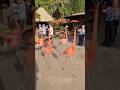 Flamboyant Flamingos Strut Like Supermodels On A Runway