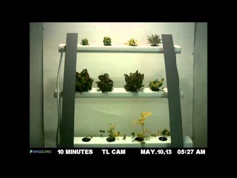 The Garden Stand Time Lapse Grow