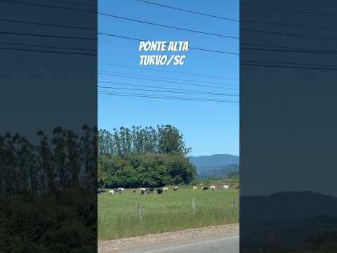 Comunidade de Ponte Alta em Turvo/SC #brazil #santacatarina #turismo #natureza #viagens #gado