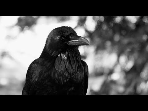 A L L O V E R - The Ballad of a Raven [OFFICIAL LYRIC VIDEO]