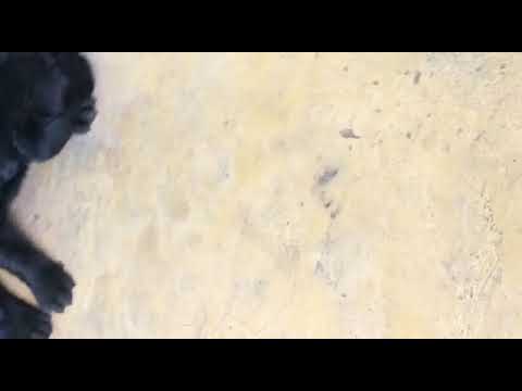 Labrador puppies available for sale at Kushagra dog kennel call now 8303399198up Varanasi