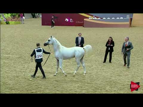 N.312 LAMMAH AL NAIF - 21st Qatar National 2018