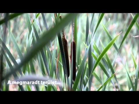 A Dunakeszi-tőzegtavak és környéke