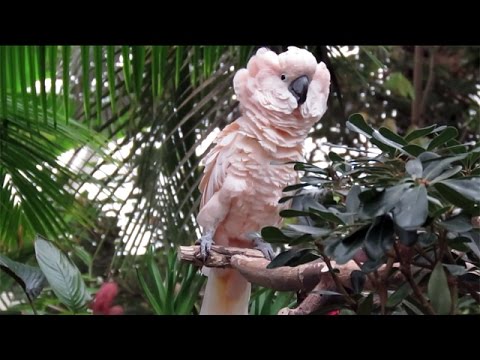 Moluccan Cockatoo Puffing Out its Feathers