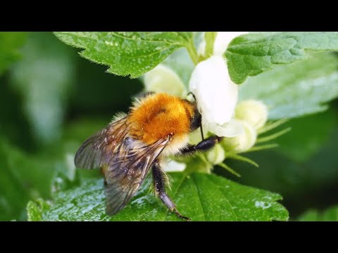 Taubnessel 🌱 Essbare Wildkräuter | Kompost&Liebe