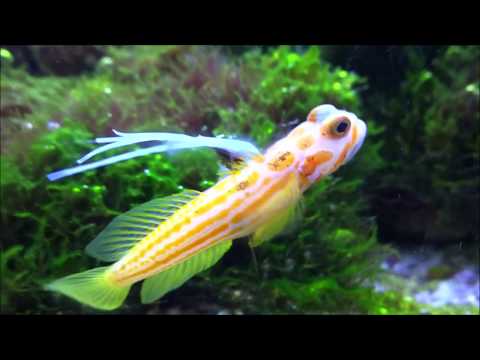 Stonogobiops yasha - the Orange-striped shrimpgoby
