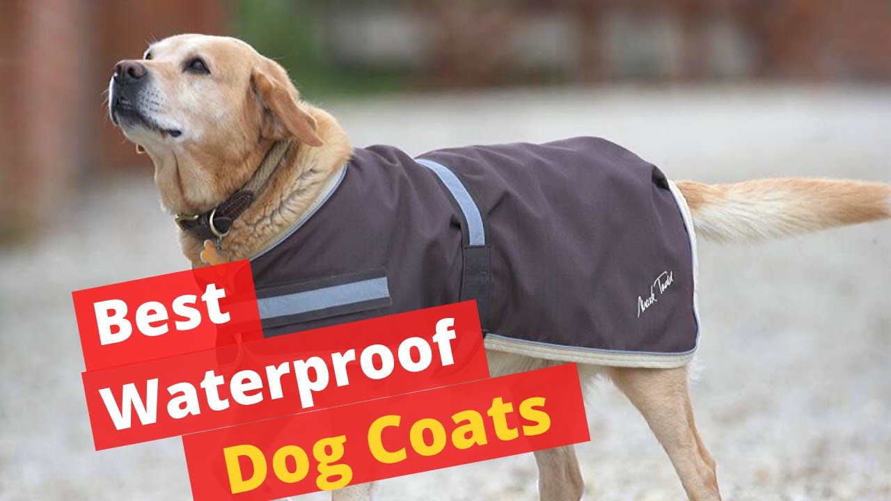Watch video 5 Best Water-proof Dog Coats with Chest Protection Now 5 Best Water-proof Dog Coats with Chest Protection
