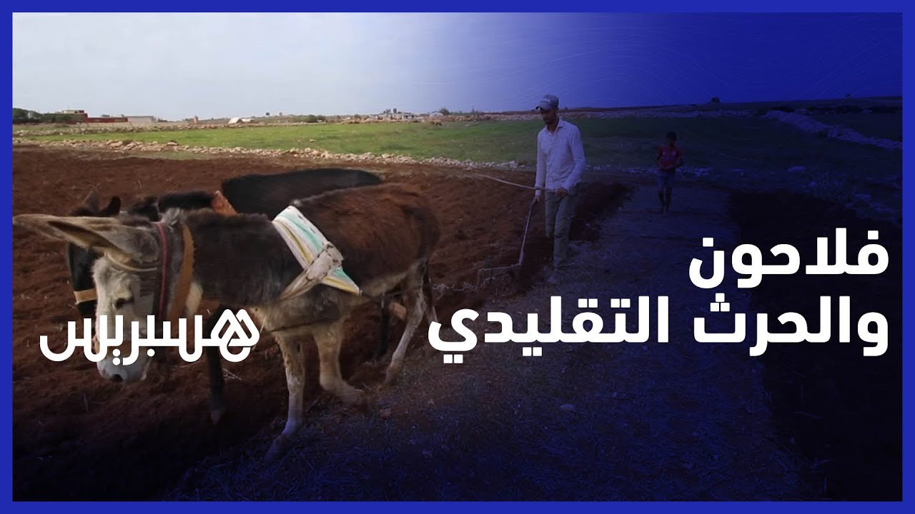 حرث الأرض بالدواب..  فلاحون يرجعون إلى الطريق التقليدية بسبب قلة الأمطار وغلاء المحروقات thumbnail