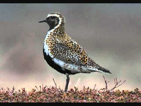 Jeremy Kittel ~ The Golden Plover Set