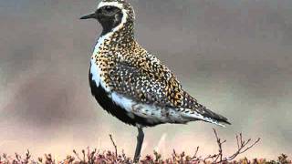 Jeremy Kittel ~ The Golden Plover Set