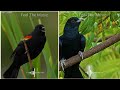 Bole Jo Koyal Bago Me Male Version 30 Second Status WhatsApp Status Video By H E Creation