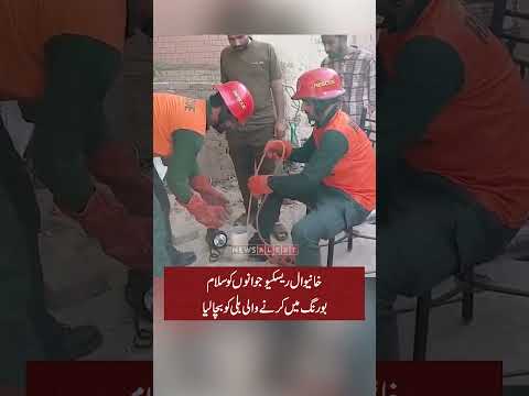 Rescue 1122 Ne Khanewal Mein Kitten Ko Pipeline Sy Rescue Kar Liya