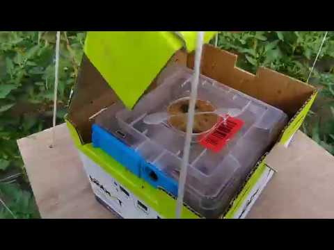 Oprasivanje paradajza pomocu bumbara - Poljoprivredno Gazdinstvo Radojković