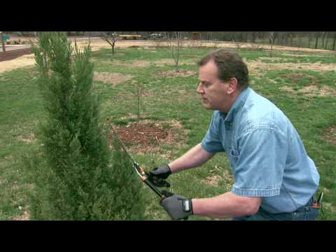 Pruning Evergreens into Formal Shapes