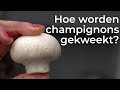 Hoe worden champignons gekweekt? | Doen ze dat zo? | Het Klokhuis