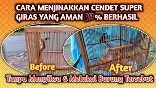 Download lagu Cara Menjinakkan Burung Cendet Muda Hutan, Cara Menjinakkan Burung Cendet Yang Giras, Cendet Mh mp3 Download lagu Cara Menjinakkan Burung Cendet Muda Hutan, Cara Menjinakkan Burung Cendet Yang Giras, Cendet Mh mp3