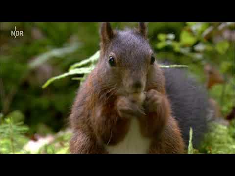 Expeditionen ins Tierreich Unsere Eichhörnchen