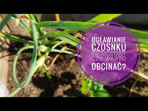 , title : 'Ogławianie czosnku. Kwiatostany czosnku, czy warto je obrywać | www.Kasia.in'