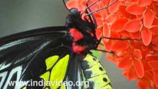 Southern Birdwing or Troides minos