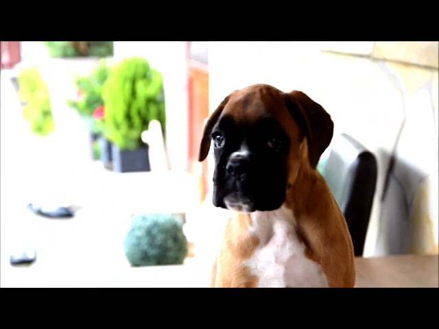 Boxer cachorro en venta