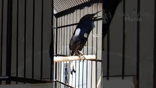 Download lagu VIRAL ‼️KACER GACOR ISIAN CILILIN, Cek full video #suaraburungkacer #kacer #burungkacer mp3 Download lagu VIRAL ‼️KACER GACOR ISIAN CILILIN, Cek full video #suaraburungkacer #kacer #burungkacer mp3