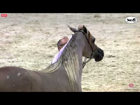 N 37 AROOS AL BIDAYER   Dubai International Arabian Horse Championship 2022   Fillies 2 years old Cl